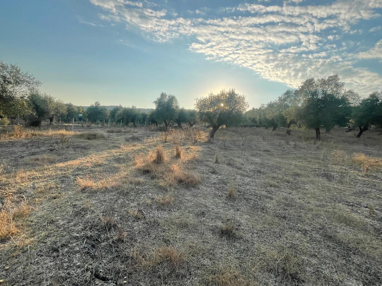 SHITET TOKË 2,000 m² – BABICË – SHERISHT, VLORË