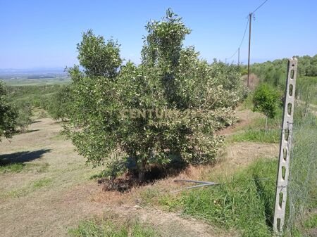 IN VENDITA TERRENO DI 14.000 M2 PIANTATO CON ULIVI E VILLA SU UN PIANO 2+1+2 A KOLONJA