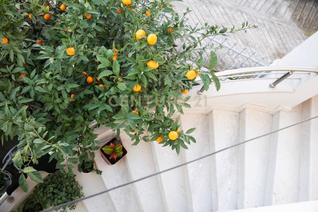 KODRA E PRIFTIT, VILE PER QIRA