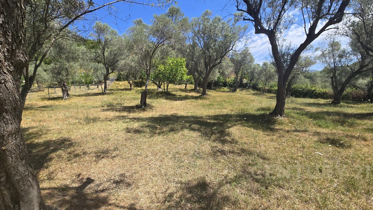 Shitake mushroom farm in Mullet Fikas!