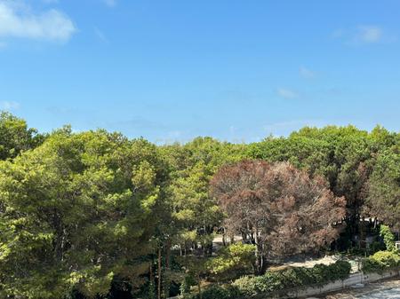 1+1 APARTMENT FOR SALE IN QERRET AT PALM PARADISE RESIDENCE!