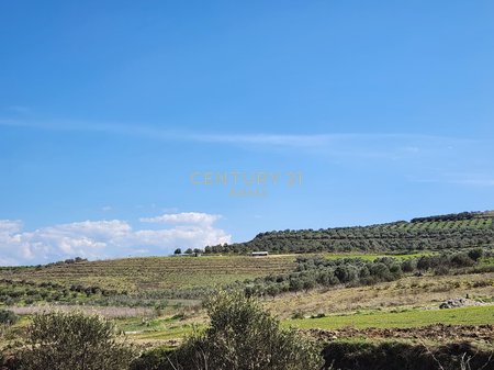 Terreno per ulivi in vendita vicino alla tangenziale di Vlora