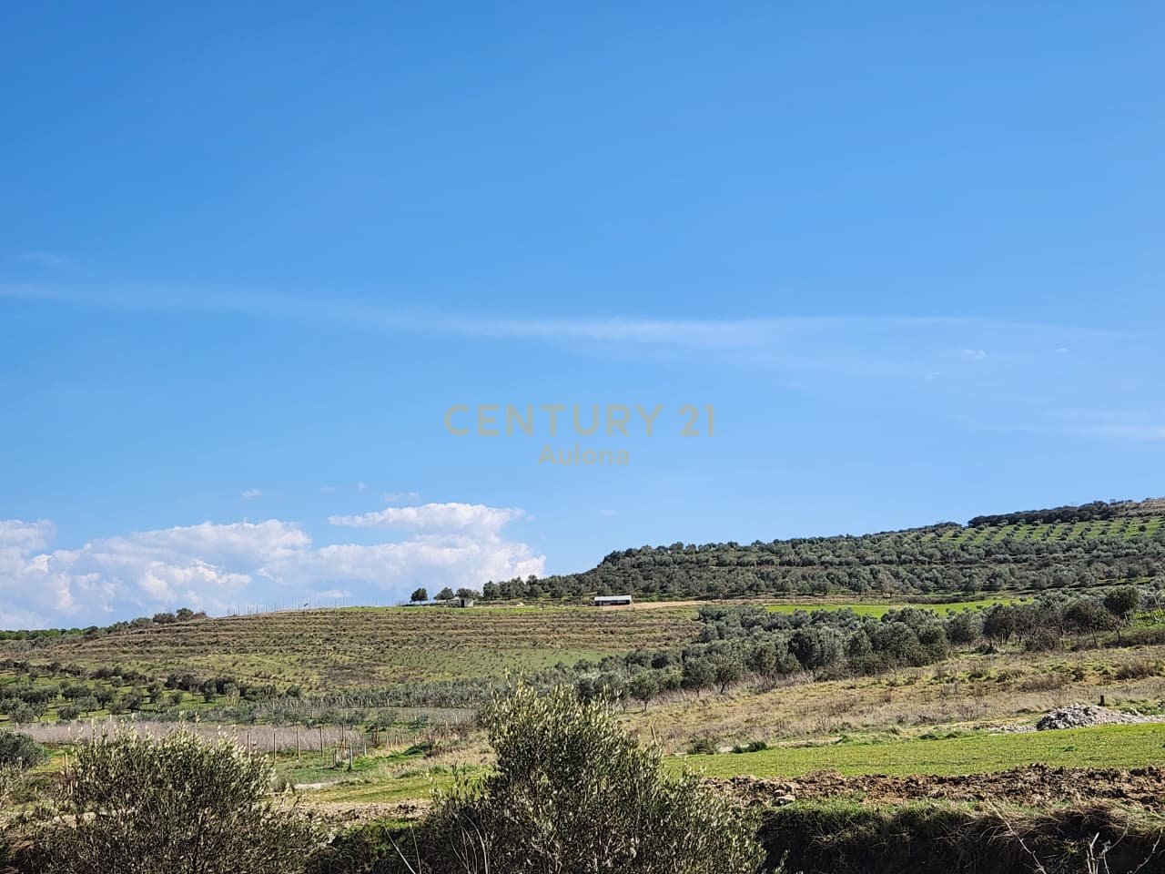 Terreno per ulivi in vendita vicino alla tangenziale di Vlora