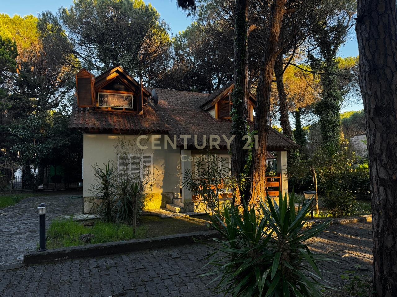 A small shady spot among the pine trees in Qeret!