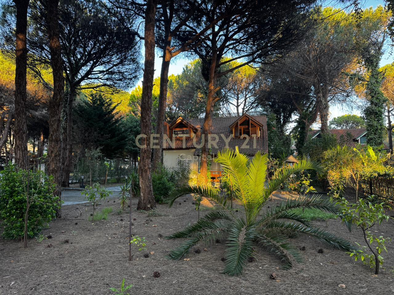 A small shady spot among the pine trees in Qeret!