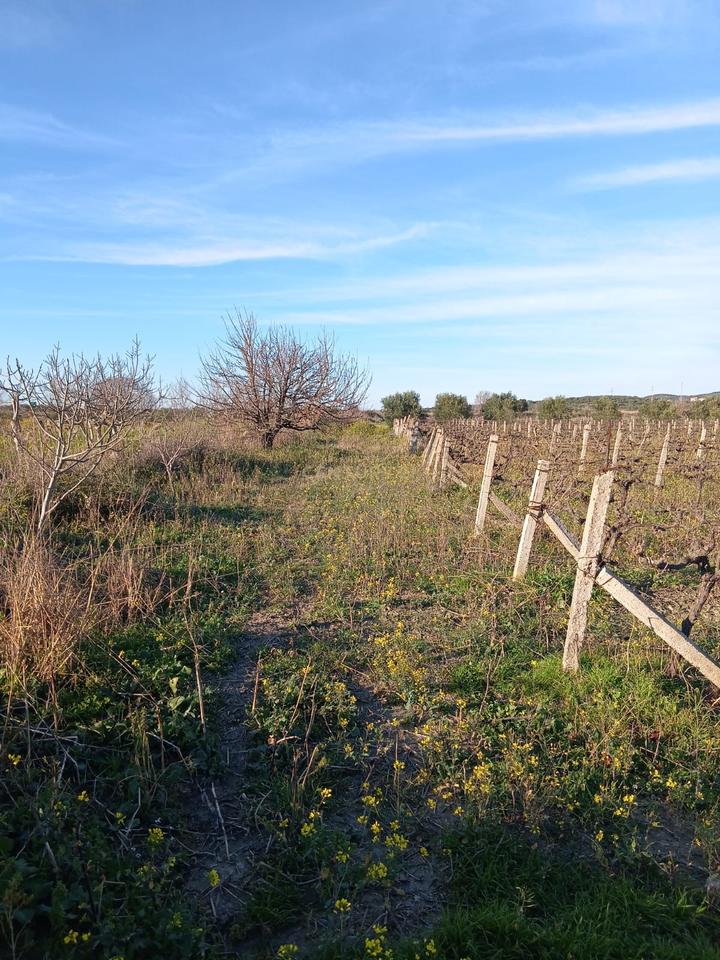 FOR SALE 1000 M² – LAND IN "PANAJA"