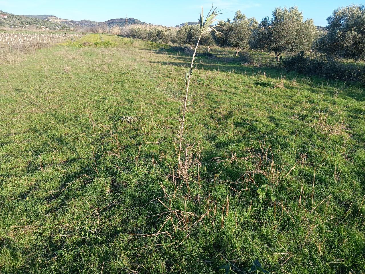 FOR SALE 1000 M² – LAND IN "PANAJA"