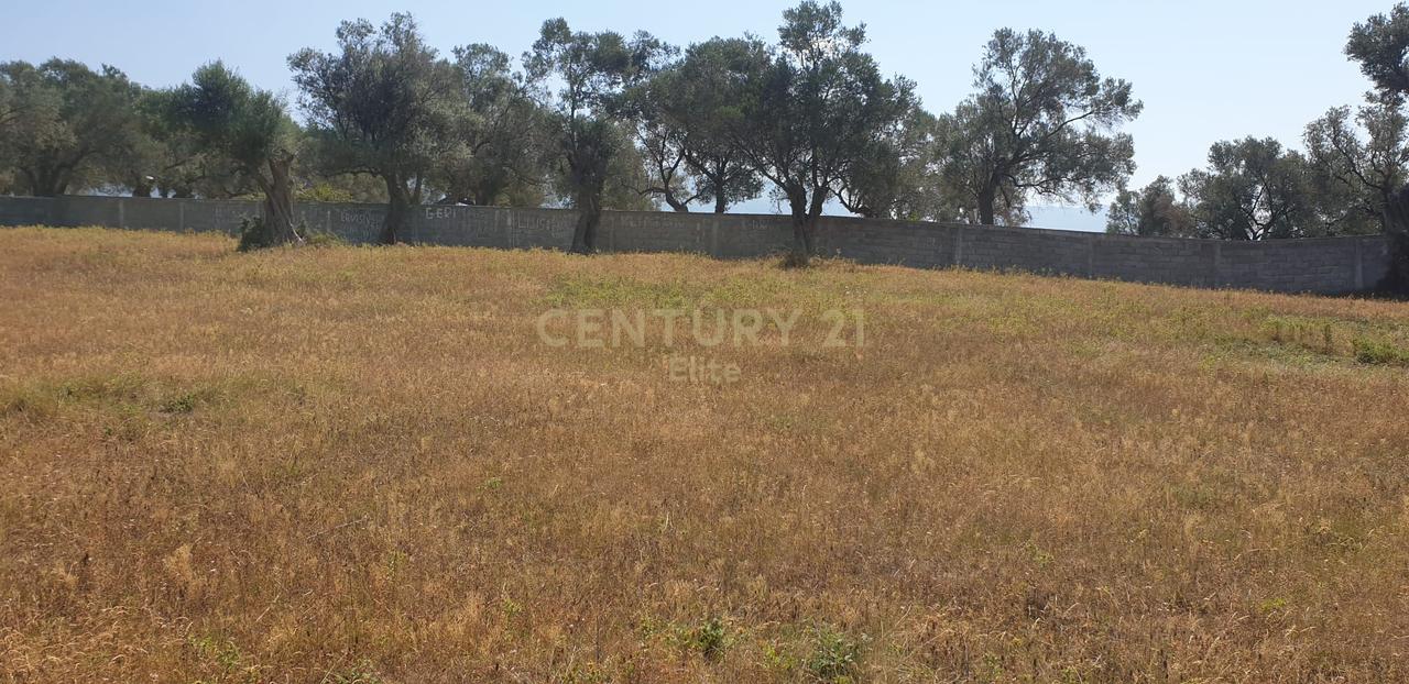 Shitet toke ne Koder Babrru.