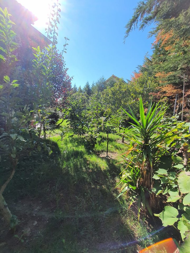 SHITET VILE NE PEZE TE VOGEL.