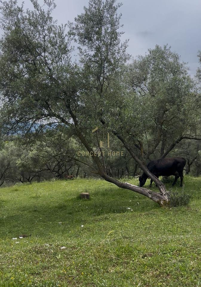 Shitet Toke ne Mjull Bathore