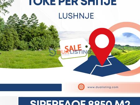 TOKE PER SHITJE NE LUSHNJE!