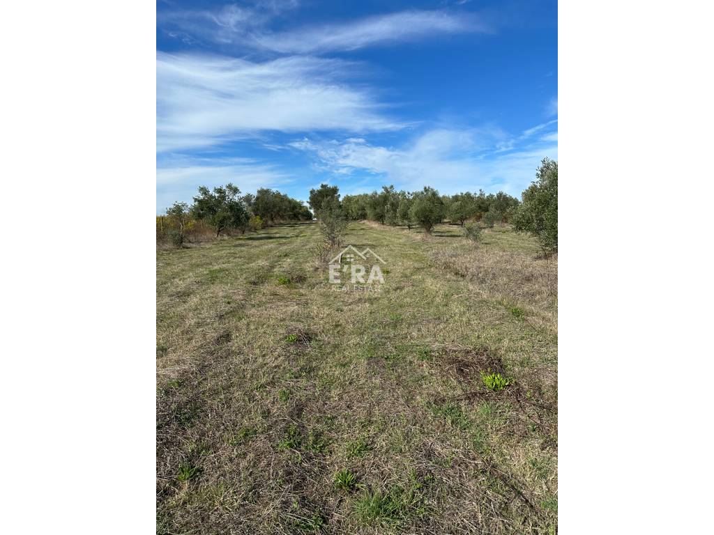 property-4