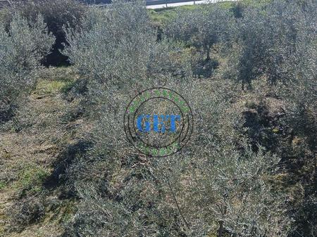 Shitet Toke, maminas "BUZE AUTOSTRADES", Tirane -Durres