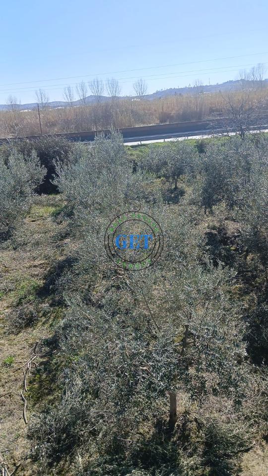 Shitet Toke, maminas "BUZE AUTOSTRADES", Tirane -Durres