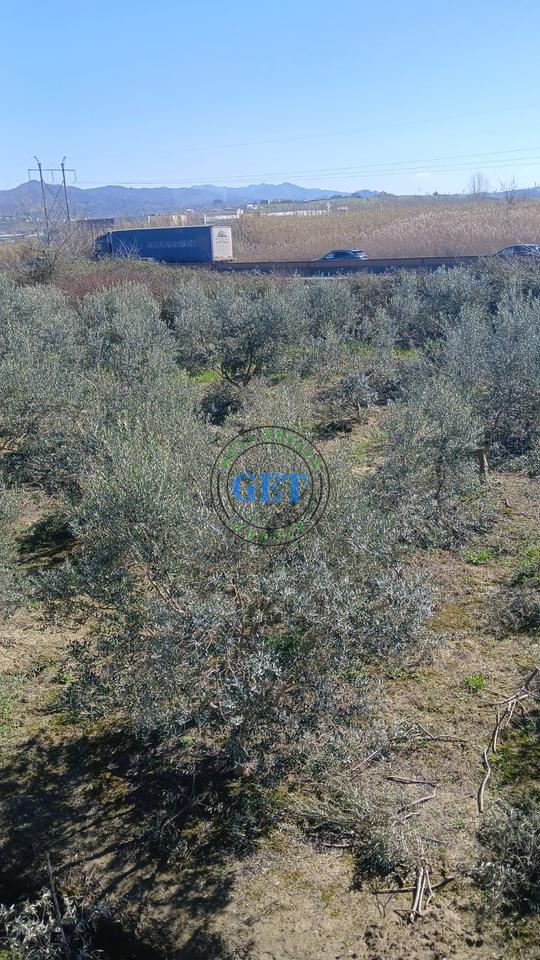 Shitet Toke, maminas "BUZE AUTOSTRADES", Tirane -Durres