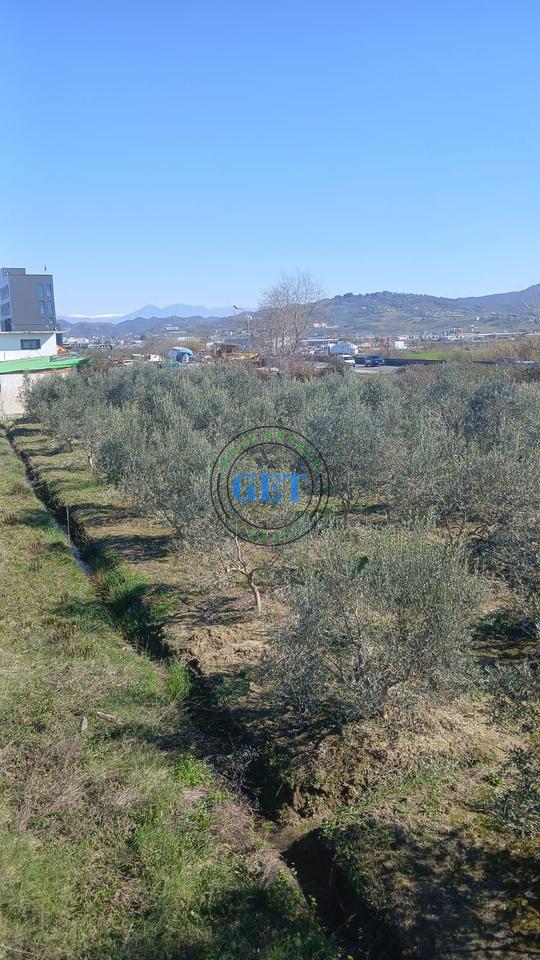 Shitet Toke, maminas "BUZE AUTOSTRADES", Tirane -Durres