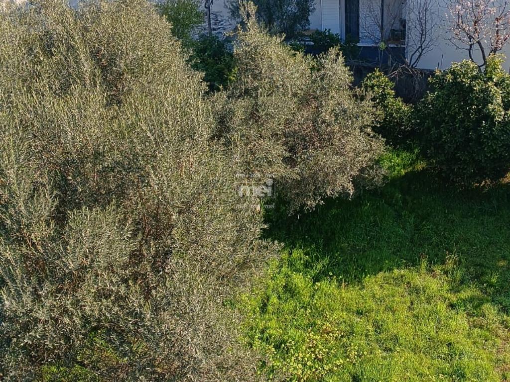 SHITET GODINË 5-KATËSHE NË ARAPAJ!!