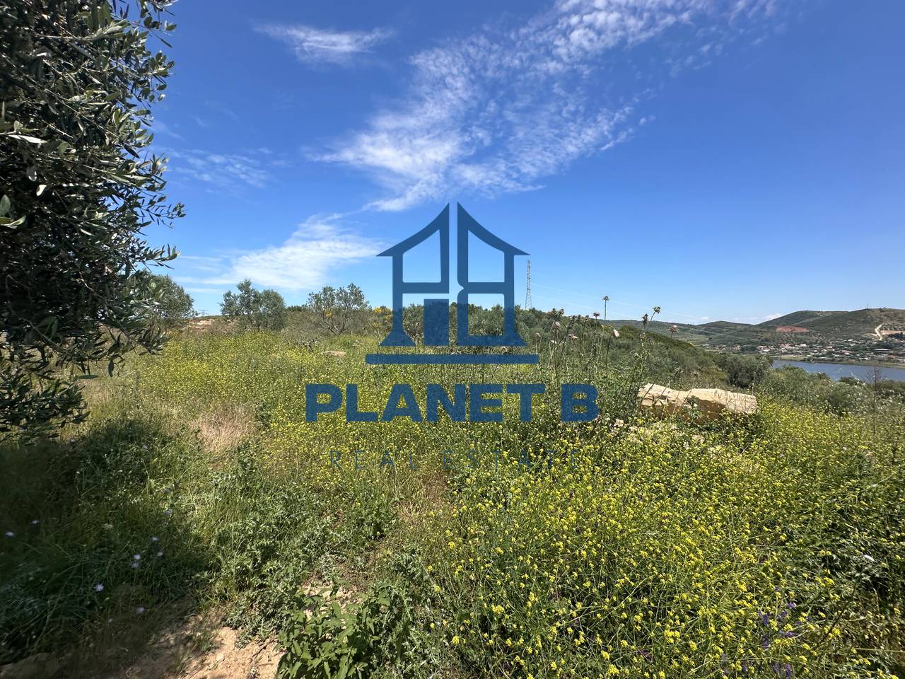 Terreno uliveto 7.000 m² nel bypass di Valona
