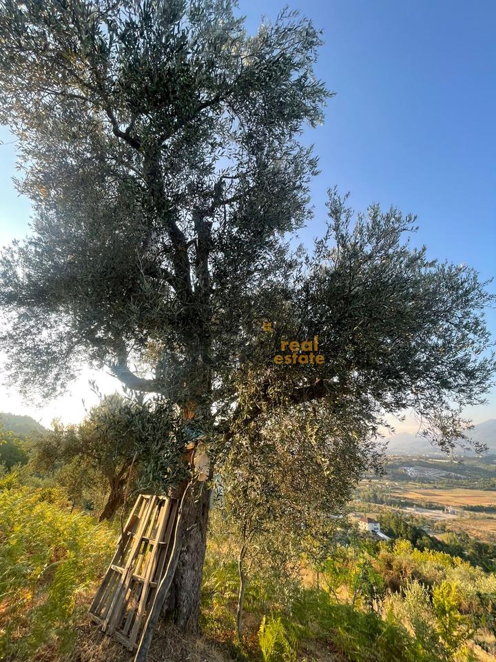For sale, Land, in Dabresh, Tirana - €132,000 | 1650 m²